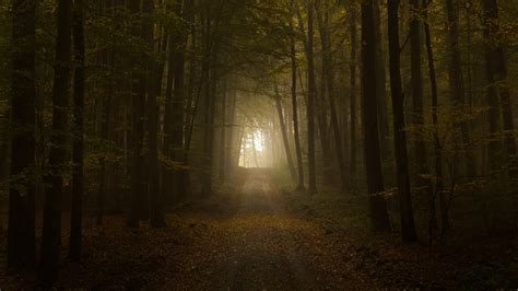 Free Images Tree Nature Forest Pathway Wilderness Branch Light