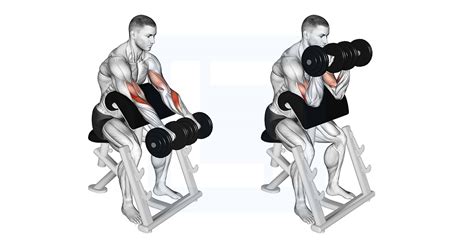 Dumbbell Reverse Preacher Curl Guide Benefits And Form