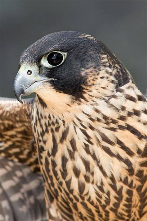 The Beautiful Peregrine Falcon~ Peregrine Falcon Pet Birds Wild Birds