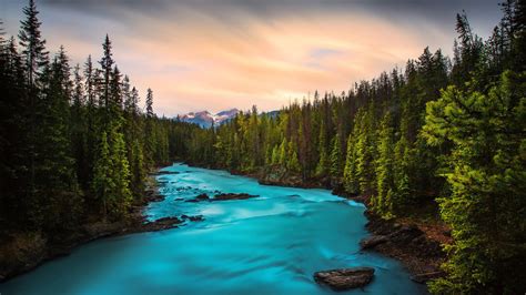 Beautiful Mountain Stream Waterfall Rocks And Green Pine Forest Yoho