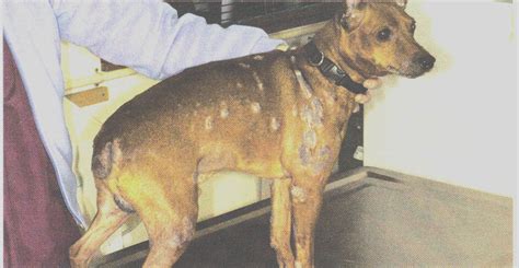 Dog Dermatitis Treatment