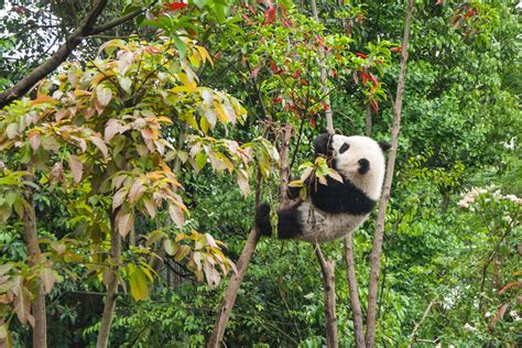 Tour China Pandas In Yaan National Park 333travel
