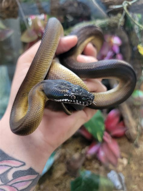 White Lipped Python By Xtreme Exotics Morphmarket