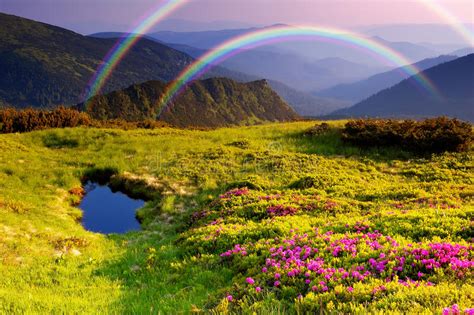 Mountain Landscape With Flowers And A Rainbow Stock Photo Image Of