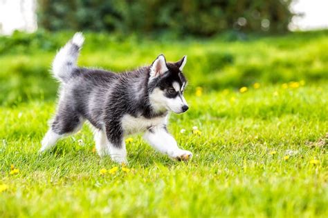 How To Train A Siberian Husky Puppy Milestones And Timeline American