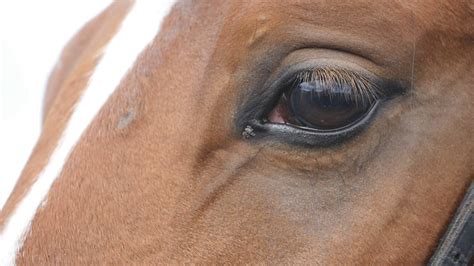 Close Up View Of The Eye Of A Beautiful Brown Horse Equine Eye