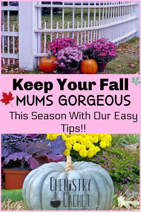 The Easiest Guide For Potted Mums Potted Mums Fall Mums Mums Flowers