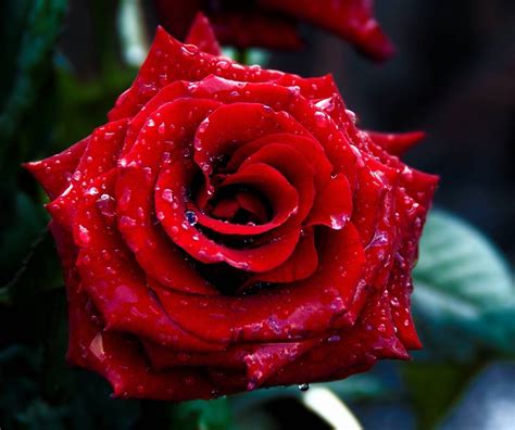 Most Beautiful Rose Flower On Earth