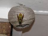 Queen Wasp Nest Pictures