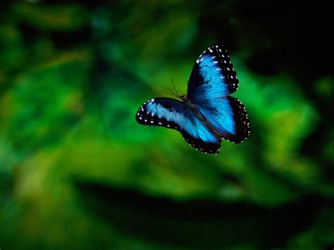 Enchanting Costa Rica Abundant Butterflies Brighten Costa Rican Rainforest