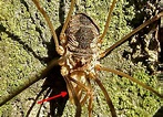 Phalangium opilio / Weberknecht / Echte Weberknechte - Phalangiidae