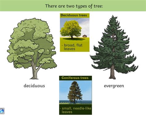 Year 2 Evergreen And Deciduous Trees