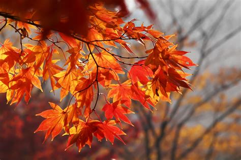 10 Sträucher And Bäume Mit Intensiver Herbstfärbung Plantura
