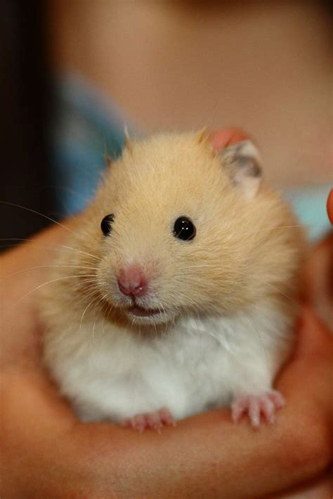 √ 6 Types Of Most Popular Hamster Breeds Hamster Breeds Hamster