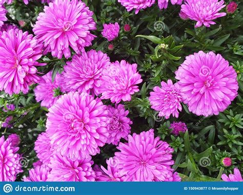 Pretty Pink Spring Dahlia Flowers Stock Image Image Of Pink Flowers