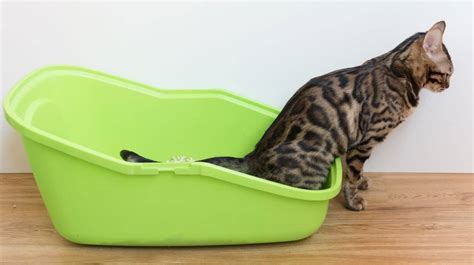 Trixie katzenhaus für katzentoilette, schrank xl. Katzenklo kaufen: Katzentoilette & Katzenstreu bestellen