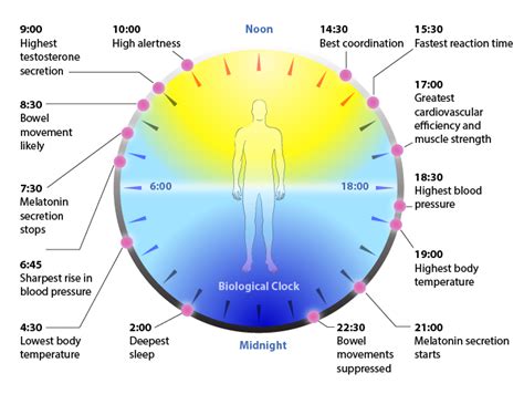 The Circadian Rhythm Educational Psychology And Specialist Support