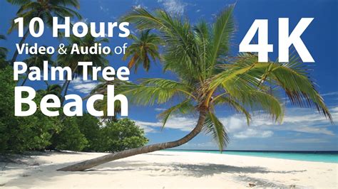 4k Nature Relax Video Pacific Ocean Beach Proartinc Ph