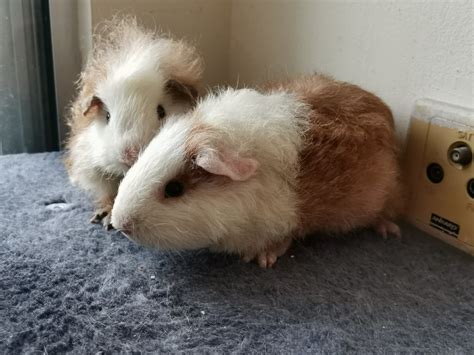 Guinea Pig Small And Furry Adopted 4 Years 7 Months Chonky And Lennon