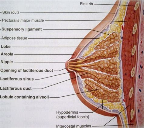 Mammary Gland Anatomy Sectional View Mammary