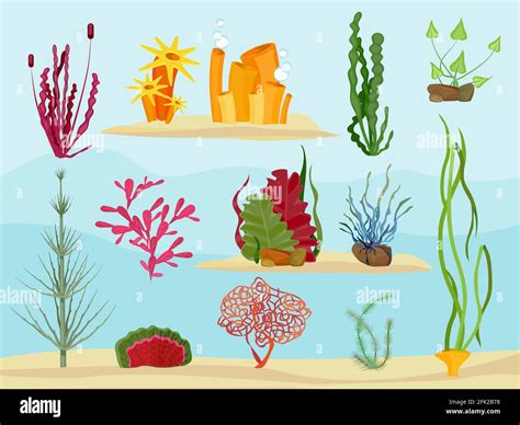 Seaweed Underwater Wildlife Marine Botanical Plants In Ocean Or Sea