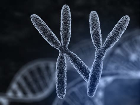 The X Chromosome Has Been Fully Sequenced