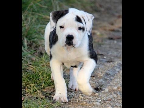 Find american bulldog puppies in canada | visit kijiji classifieds to buy, sell, or trade almost anything! Pitbull, Puppies, Dogs, For Sale, In Jackson, Mississippi ...