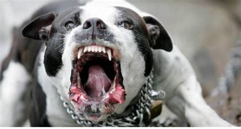 Pit Bull Attacks Shocking Increase In Male Victims