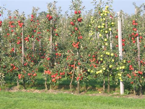 Small Home Orchard | Orchard Apple | My Orchard Garden 