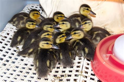 13 Mallard Ducklings Mothered Back To Health Wildlife Rescue