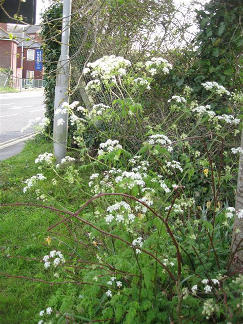 Cow Parsley Plant Lore