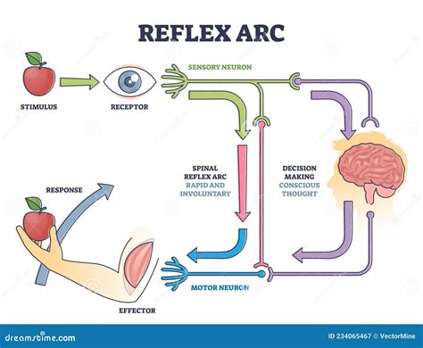 Reflex Arc Flowchart