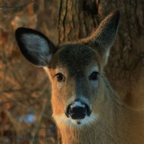 011319 Whitetail Deer 11 Doug Newman Flickr