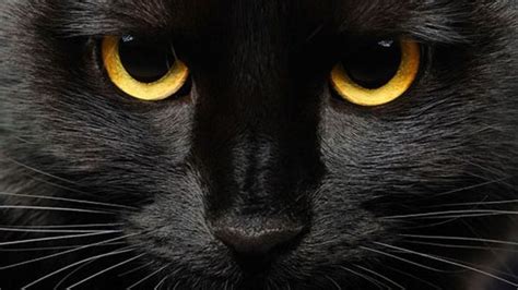 Es Halloween Cuiden De Los Satánicos A Su Gato Negro Rubén Luengas