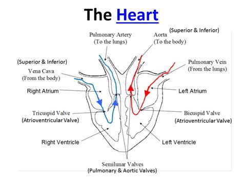Understanding the structure and function of arteries, capillaries and veins in higher human biology. The Heart - OCR AS/A Level Biology | Teaching Resources