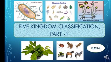 Diversity In Living Organisms Monera Protista And Fungi Video 3 Class
