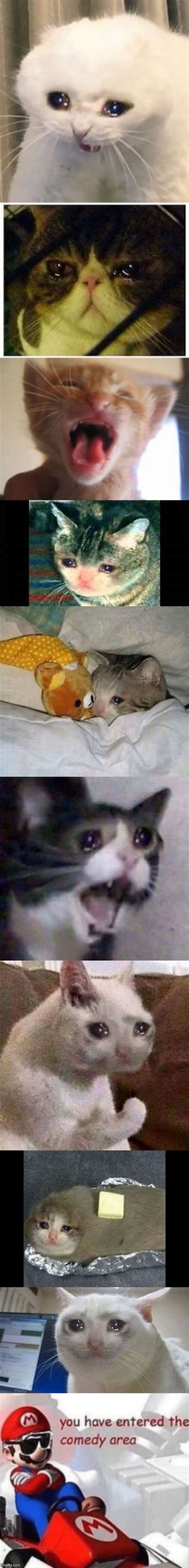 Crying Cats Ur Welcome Imgflip