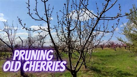 How To Prune Old Cherry Trees Youtube