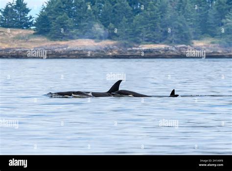 Transient Orca Or Biggs Killer Whales Orcinus Orca Salish Sea