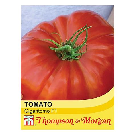 Thompson And Morgan Tomato Gigantomo F1 Hybrid Seeds Dewaldens Garden