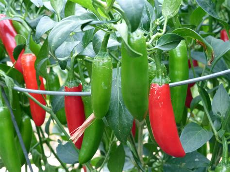 How To Grow Serrano Peppers Small Axe Peppers
