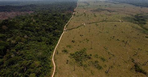La Deforestación Del Amazonas Se Dispara Durante El Gobierno De