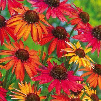 This week the list is summer classics that are deer resistant and make beautiful cut flowers. Hot Summer Coneflower | Breck's | Deer resistant ...