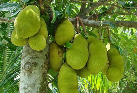 Jackfruit Declared As Keralas Official Fruit கேரளாவின் மாநில பழம்