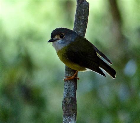 Awbirder Always On The Lookout For Fine Birds North Queensland