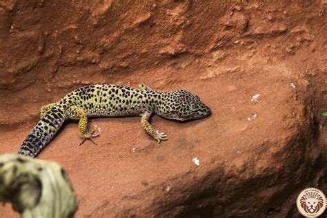 Do Leopard Geckos Make Good Pets Animalsdoingstuff