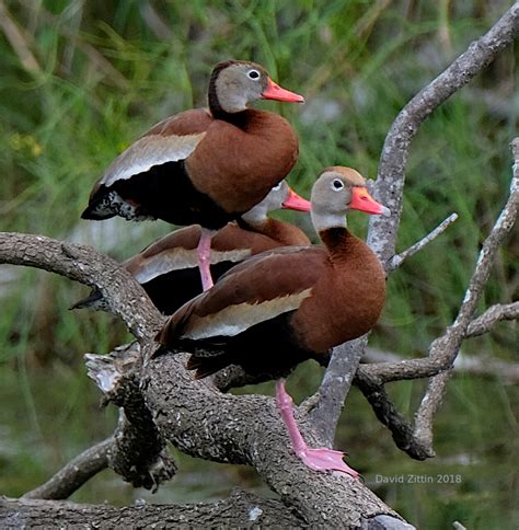 Black Bellied Whistling Duck — Birding With Camera And Paint