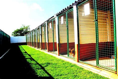 They are available on call after duty hours as well. Boarding Facilities - Petexpat - Premium Pet Transport ...