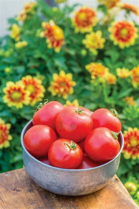 Tomato Crimson Crush F1 Premier Seeds Direct