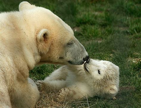 Mom Polar Bear And Young Polar Bear Have A Tender Nose To Nose Moments